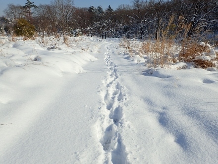 P1230066 (440x330).jpg