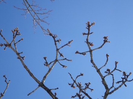 P1270239 (440x330).jpg