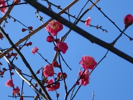 P1270241 (440x330).jpg