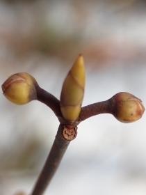 P1280268シロモジ冬芽 (210x280).jpg