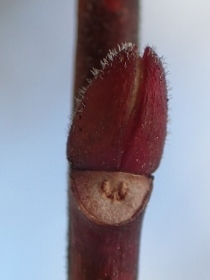 P1300305ネジキ (210x280).jpg