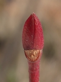 P1300306ネジキ (210x280).jpg
