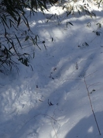 P2060466雪道 (210x280).jpg