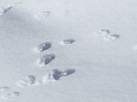 P2060475雪上足跡 (440x330).jpg