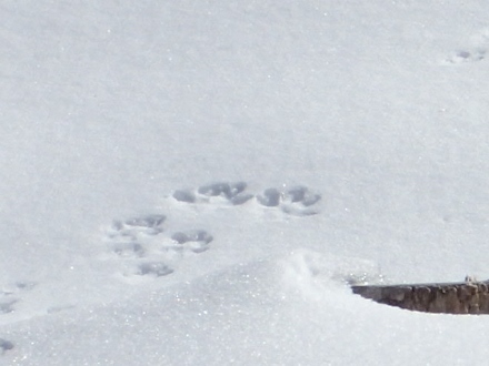 P2060476雪上足跡 (440x330).jpg