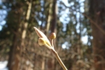 P2090162クロモジ冬芽 (210x140).jpg