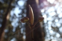 P2090163クロモジ冬芽 (210x140).jpg