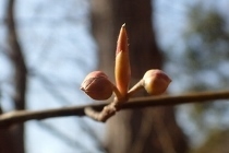 P2090487クロモジ (210x140).jpg