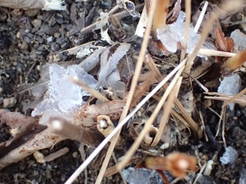 P2100130 VoVm.JPG