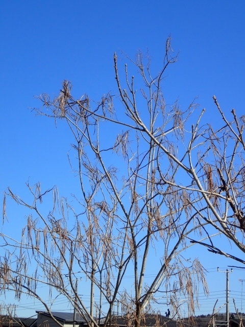 P2240140 z@LTTQm.JPG
