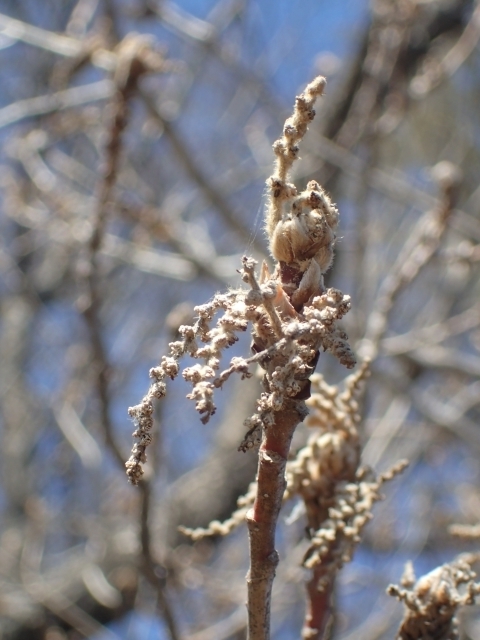 P2240146 z@Hm.JPG