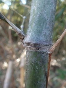 P2240161 }_Ps.JPG
