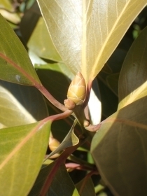 P2240174 z zӐ ^umLs.JPG