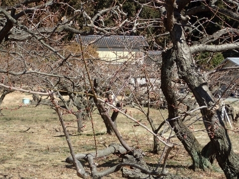 P2240179 z  bBŏm.JPG