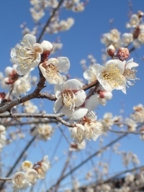 P2240188 z@Es.JPG