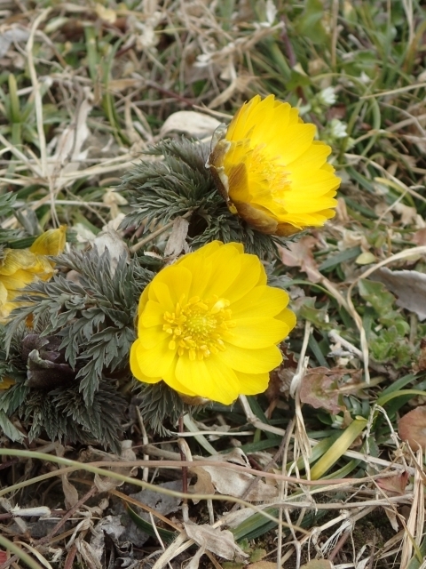 P2240198 z tNW\Em.JPG