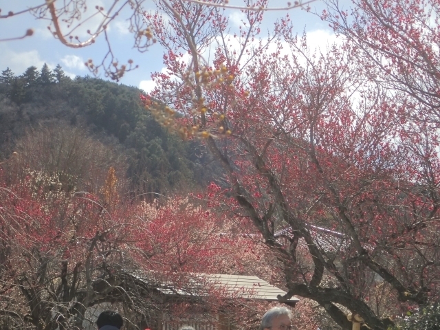 P2240203 z~ml.JPG