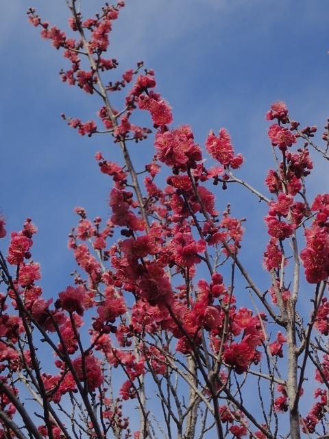 P2240226 z~ g~m.JPG