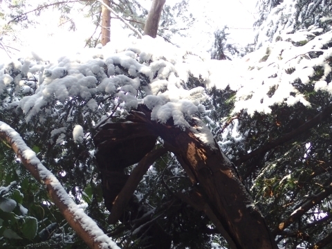 P2243628 雪で折れた木m.jpg