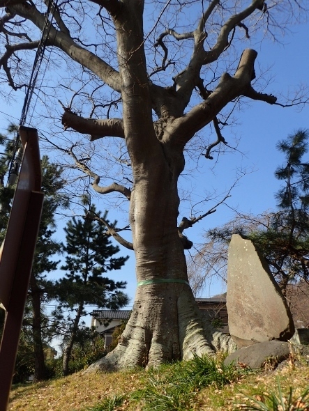 P2281069大磯化粧坂大榎 (443x590).jpg