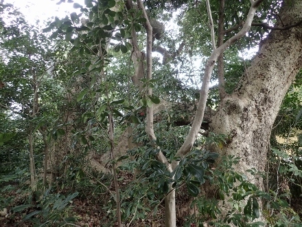 P2281165 (440x330).jpg