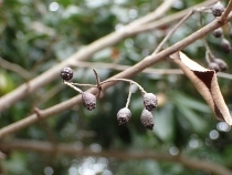 P2281170 (210x158).jpg