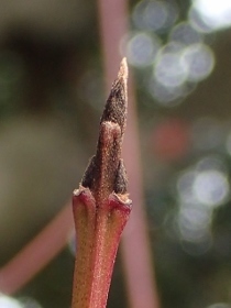 P2281201 (210x280).jpg