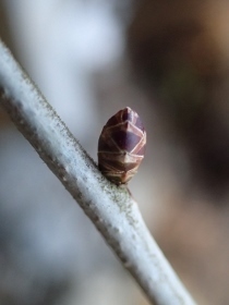 P3021264コクサギ (210x280).jpg