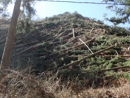 P3021275 (440x330).jpg