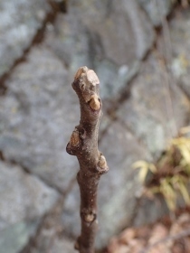 P3021290ヌルデ (210x280).jpg