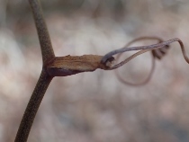 P3021300サルトリイバラ (210x158).jpg