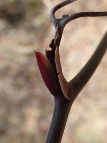 P3021301サルトリイバラ (210x280).jpg