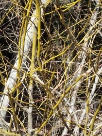 P3021308クロモジ (210x280).jpg