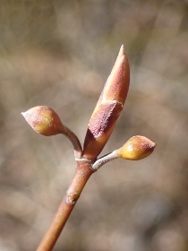 P3021311クロモジ (210x280).jpg