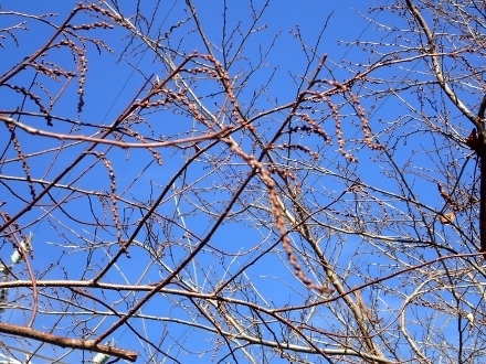 P3021318キブシ (440x330).jpg