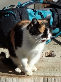 P3021376キャンプ場の猫 (210x280).jpg
