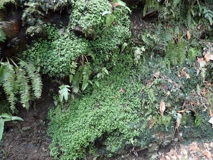 P3031381ハナネコノメ (440x330).jpg
