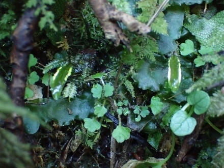 P3031385 (440x330).jpg