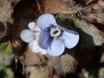 P3031391 (210x158).jpg