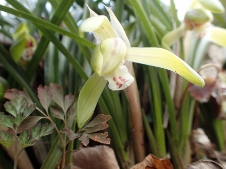 P3071460シュンラン (440x330).jpg
