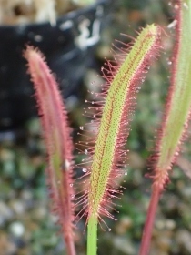 P3101573ナガバモウセンゴケ (210x280).jpg