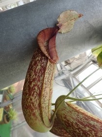 P3101575ウツボカズラ (280x210).jpg
