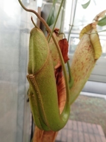P3101576ウツボカズラ (210x280).jpg