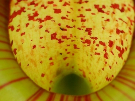 P3101578ウツボカズラ (440x330).jpg