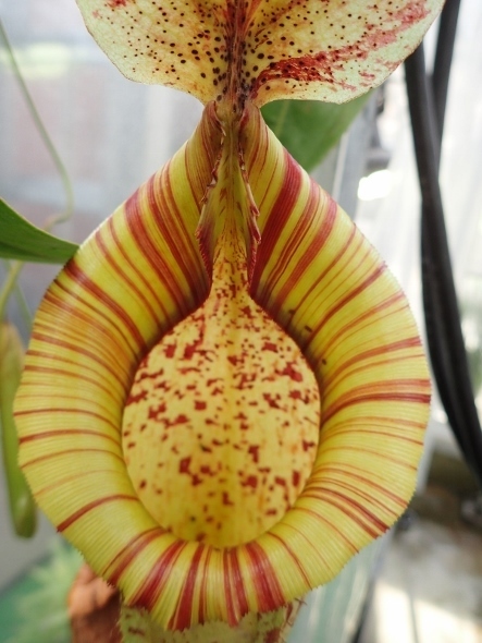 P3101579ウツボカズラ (443x590).jpg