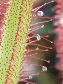 P3101599 (210x280).jpg
