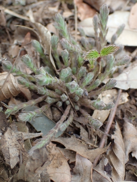 P3240573 N`iVOTm.JPG