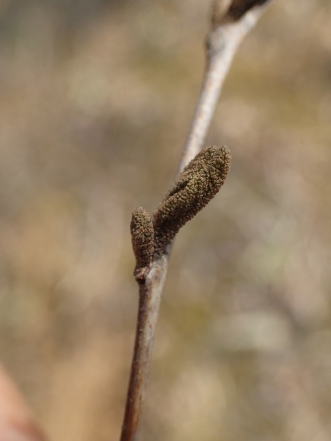 P3250603 GSmLm.JPG
