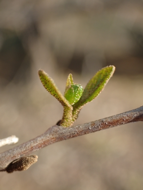 P3250605 GSmLm.JPG
