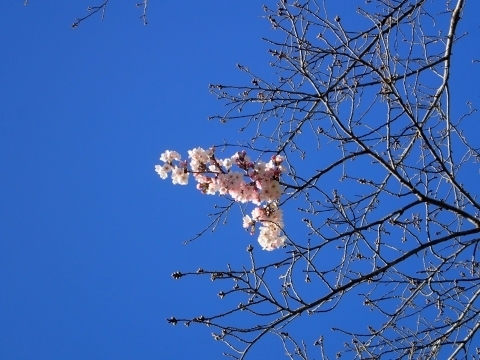 P3274394 ソメイヨシノm.jpg